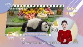 精品视频在线免费观看